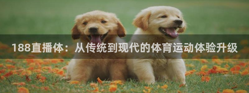 河豚足球直播：188直播体：从传统到现代的体育运动体验升级