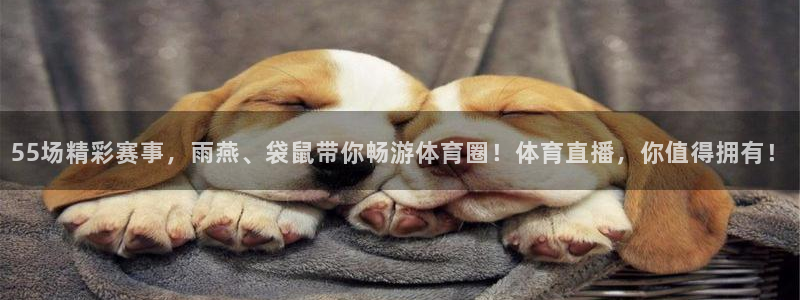 857足球直播间：55场精彩赛事，雨燕、袋鼠带你畅游体育圈！体育直播，你值得拥有！