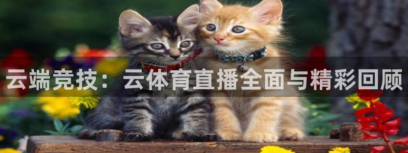 360雨燕足球直播：云端竞技：云体育直播全面与精彩回顾